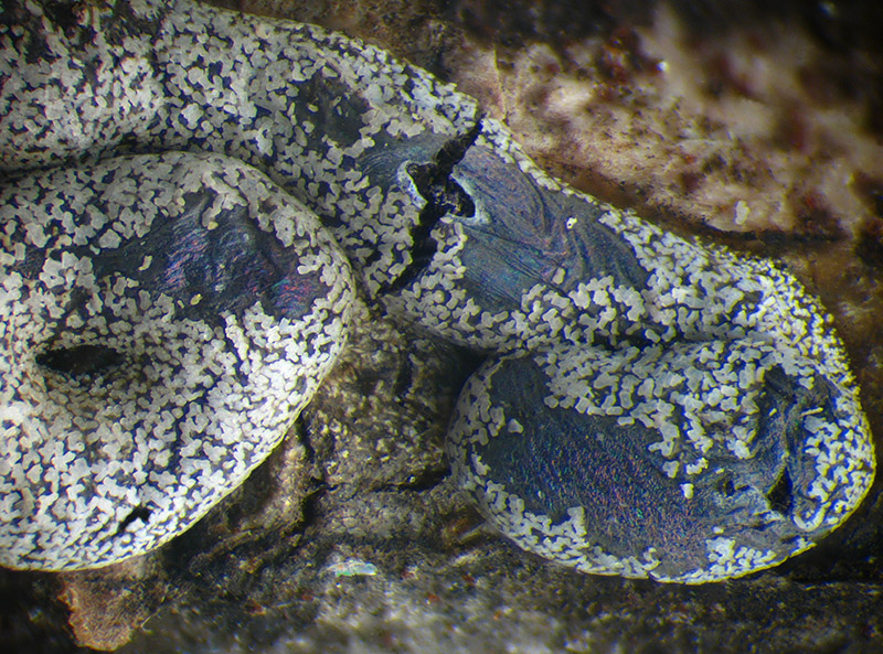 Lepidoderma chailletii?
